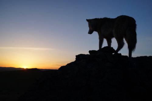 Image from Wolf Totem