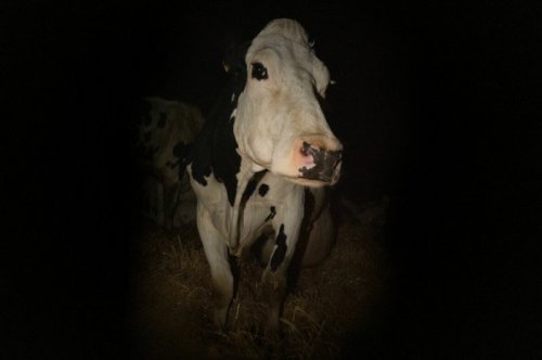 Image from Cow