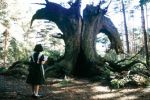 Image from Pan's Labyrinth