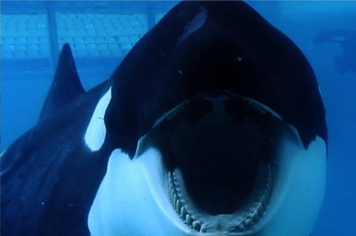 Image from Blackfish